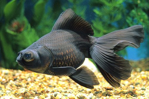  Broadtail Moor Goldfish 1