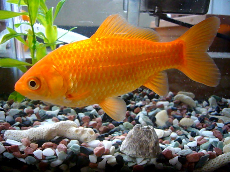 Common Goldfish