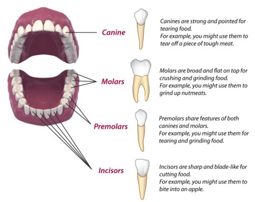 Human Teeth And Their Functions