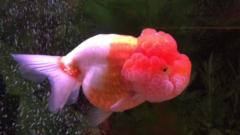 Lionhead Goldfish