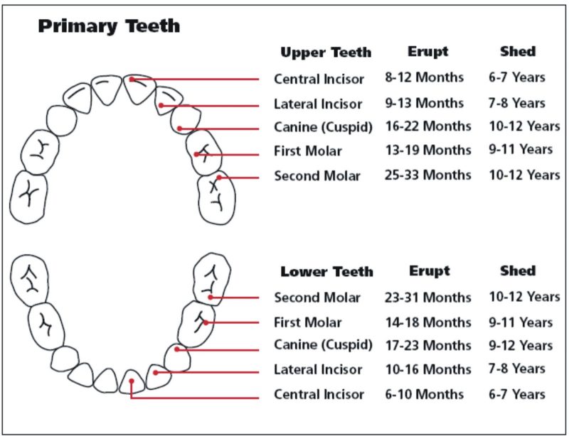 teeth-names-in-human-mouth-types-function-dental-treatments-etc