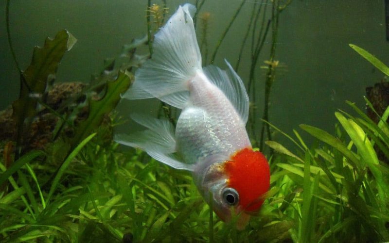 Oranda Goldfish Types of Goldfish Oranda Goldfish Types of Goldfish