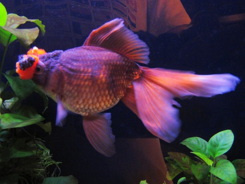 Pompom Goldfish