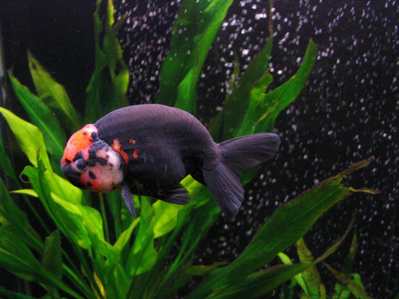 Ranchu Goldfish