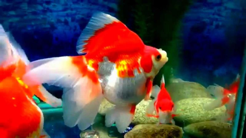 Ryukin Goldfish