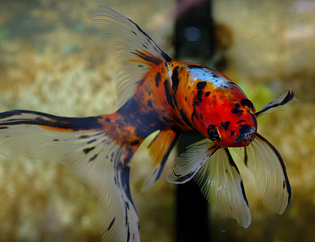 fancytail goldfish aquarium fancytail goldfish aquarium