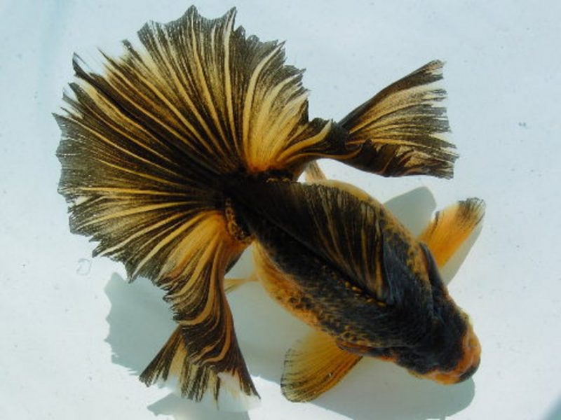 Tosakin Goldfish