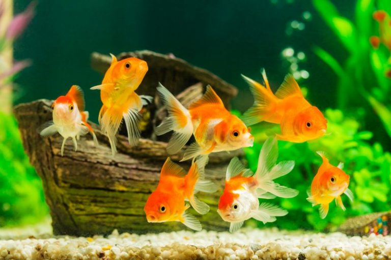 Types of Goldfish for Aquarium