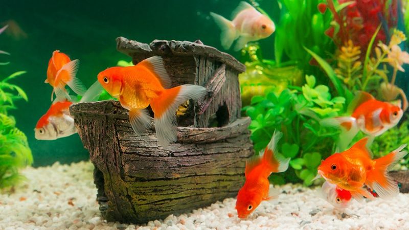 Types of Goldfish Types of Goldfish