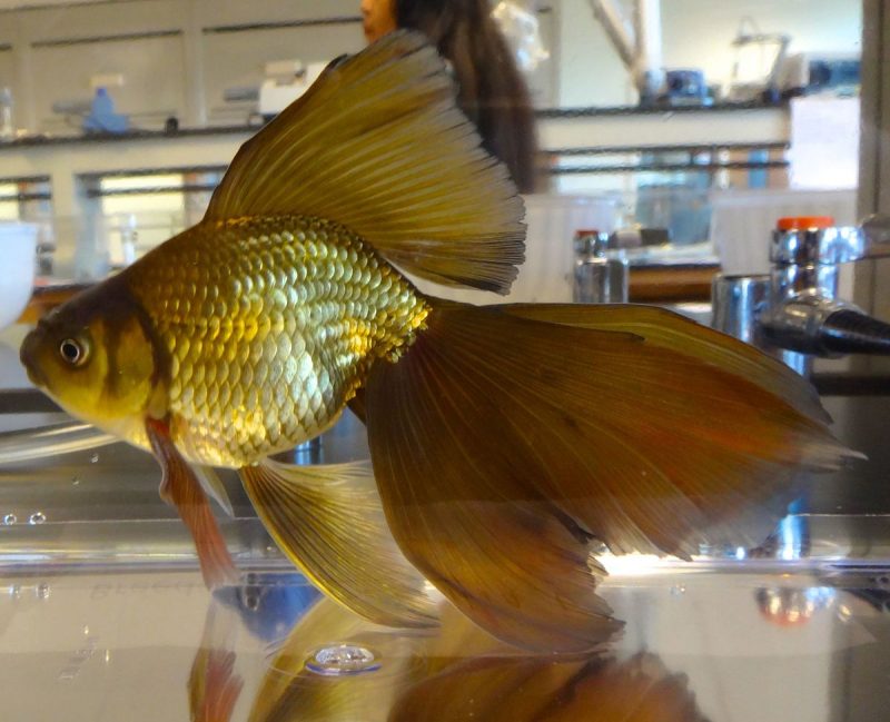Veiltail Goldfish