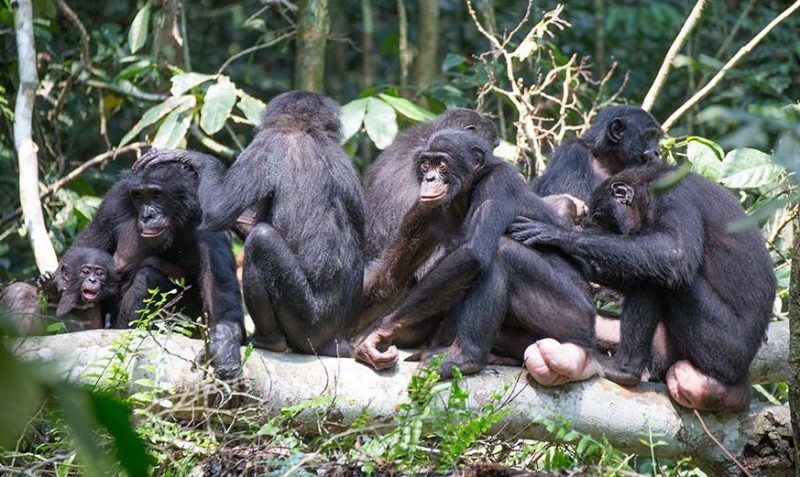 Animals Names Start With B (Bonobo) Animals Names Start With B (Bonobo)