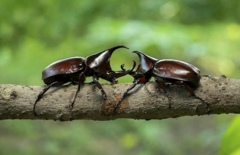 Beetle Beetle