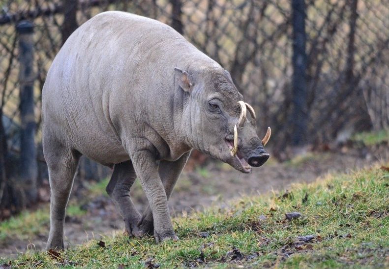Babirusa Babirusa