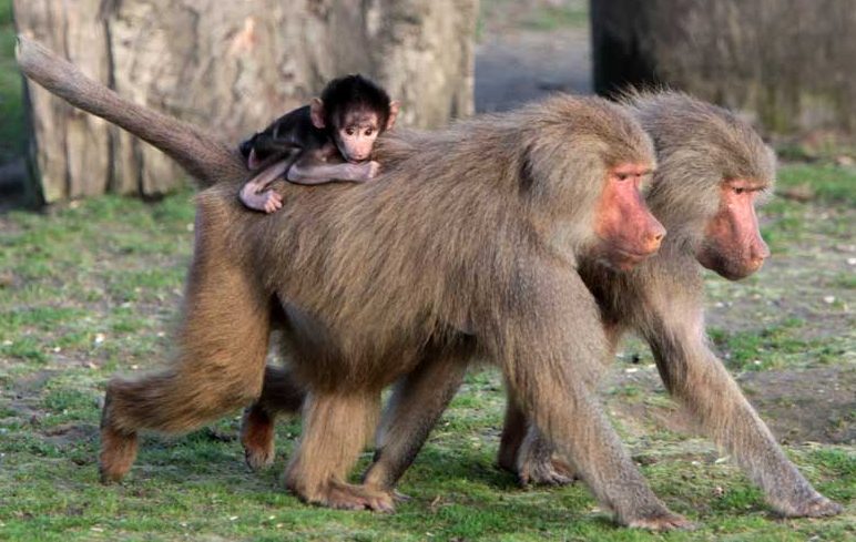 Baboon Baboon