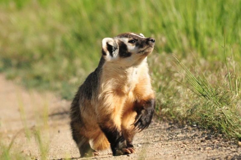 Badger Badger