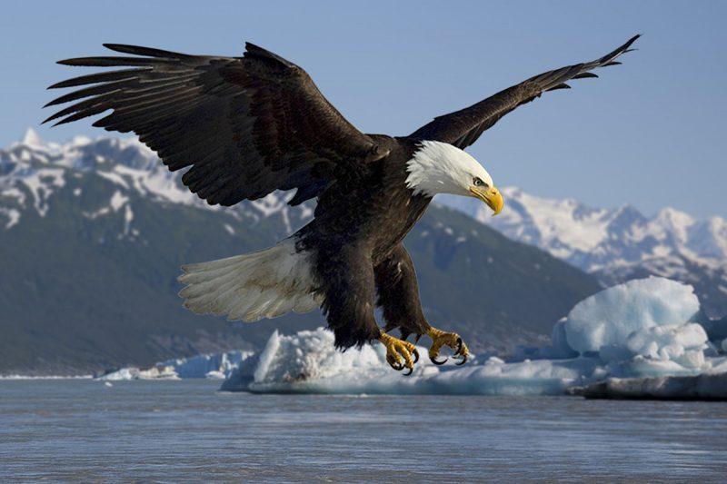 Bald Eagle Bald Eagle