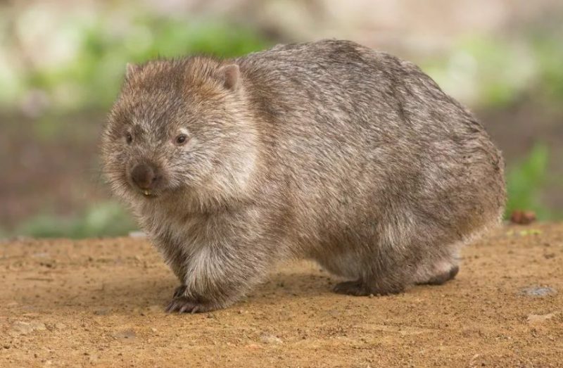 Bandicoot Bandicoot