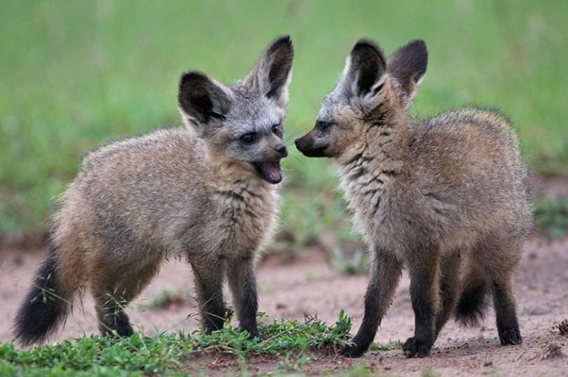 Bat-Eared Fox Bat-Eared Fox