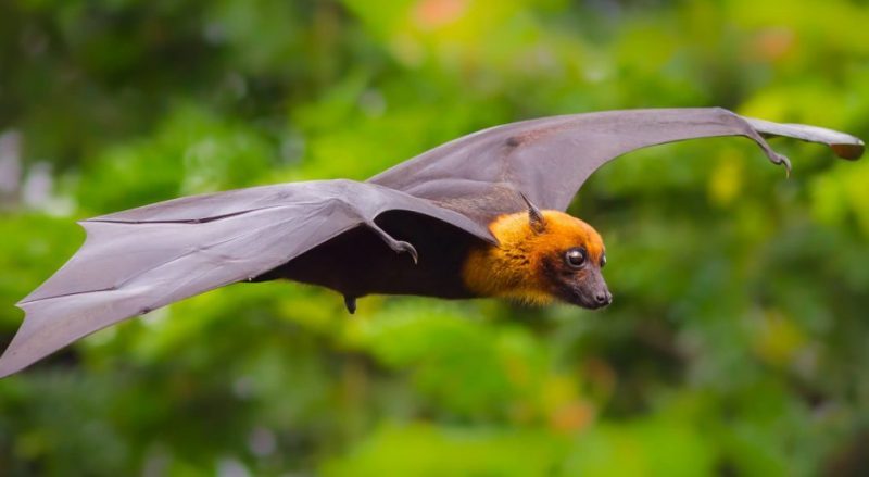 Bats Bats