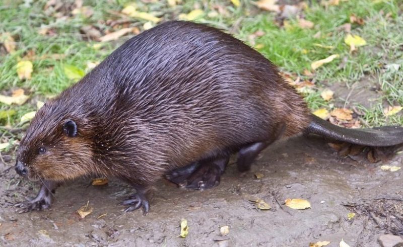 Beaver Beaver