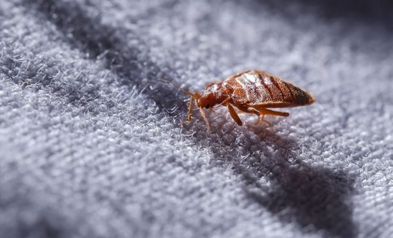 Bed Bug Bed Bug Animals That Start With B