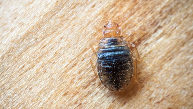 Bedbug Life Cycle Bedbug Life Cycle