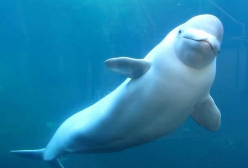 Beluga Whale Beluga Whale