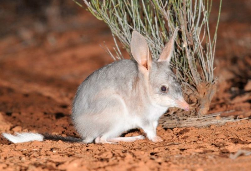 Bilby (Greater) Animals That Star with B Bilby (Greater) Animals That Star with B