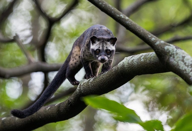 Binturong Animals That Star with B Binturong Animals That Star with B