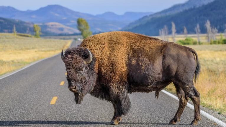 Bison Bison