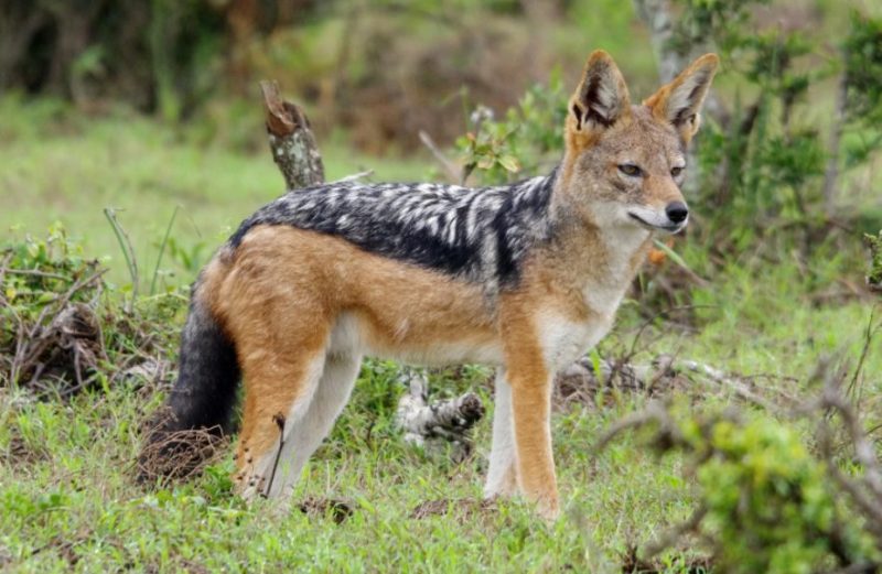 Black-Backed Jackal Black-Backed Jackal