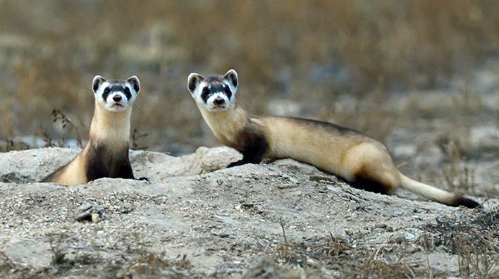 Black Footed Ferret Black Footed Ferret