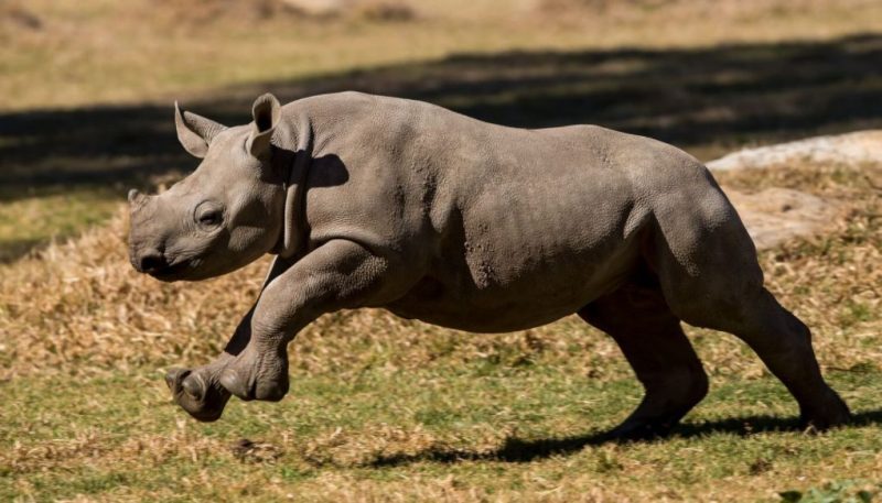 Black Rhino Black Rhino