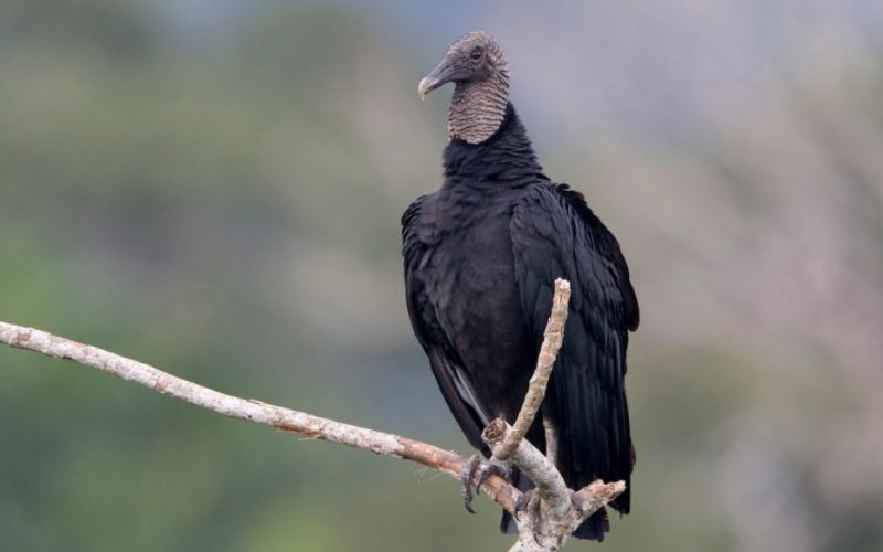 Black Vulture Black Vulture