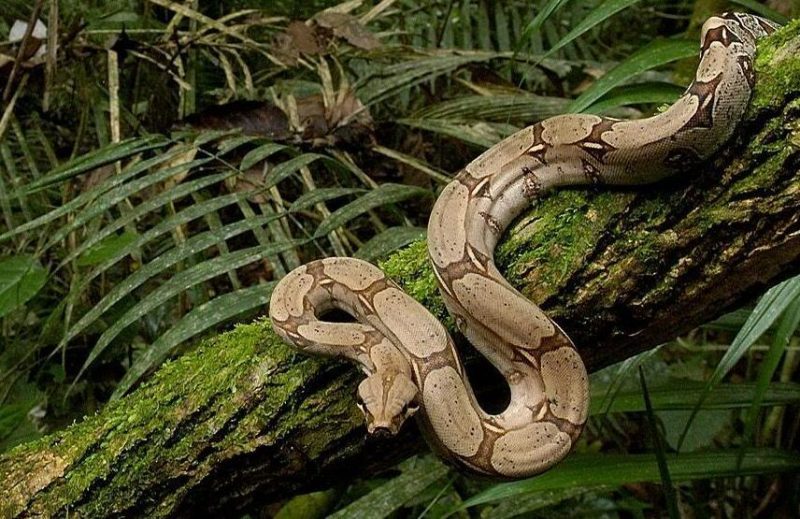 Boa Constrictor Boa Constrictor