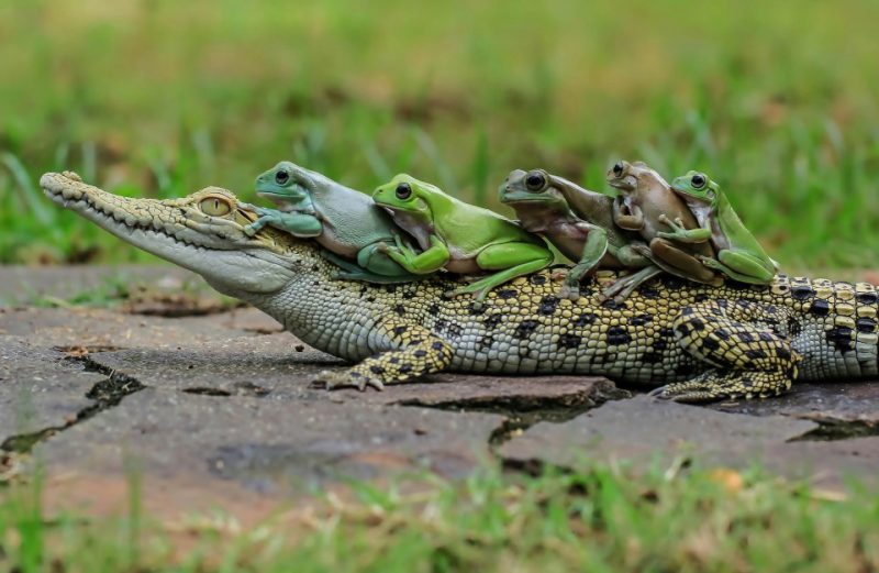 Caiman Caiman