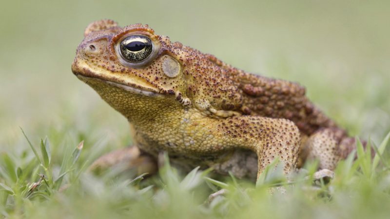 Cane Toad Cane Toad