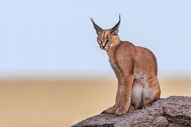 Animals That Start with C Caracal Animals That Start with C Caracal