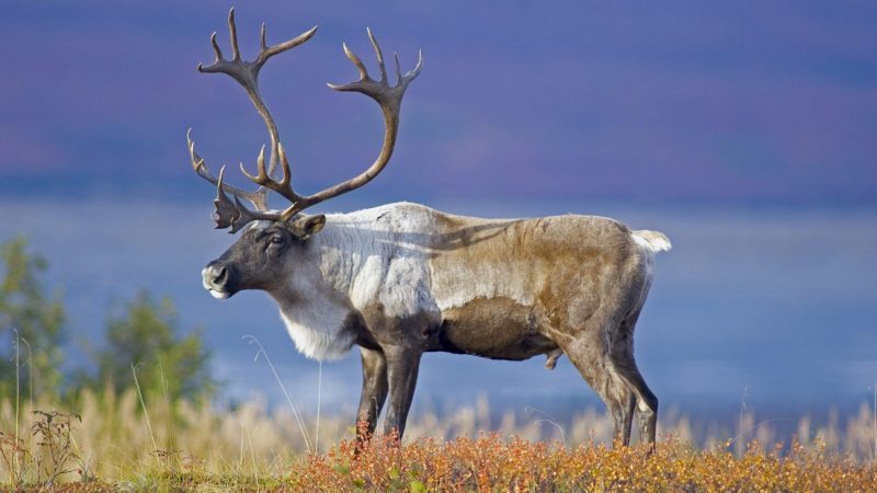Caribou Caribou