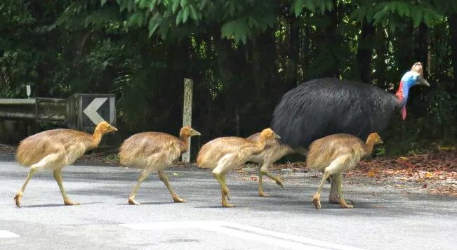 Cassowary Cassowary