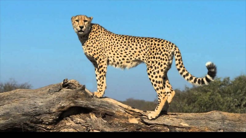 Cheetah Cheetah