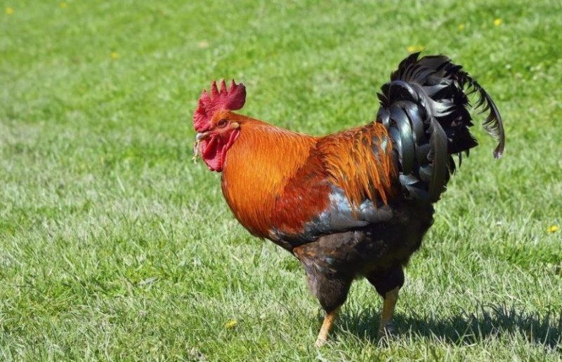 Chicken Chicken