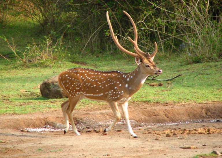 Chital Chital