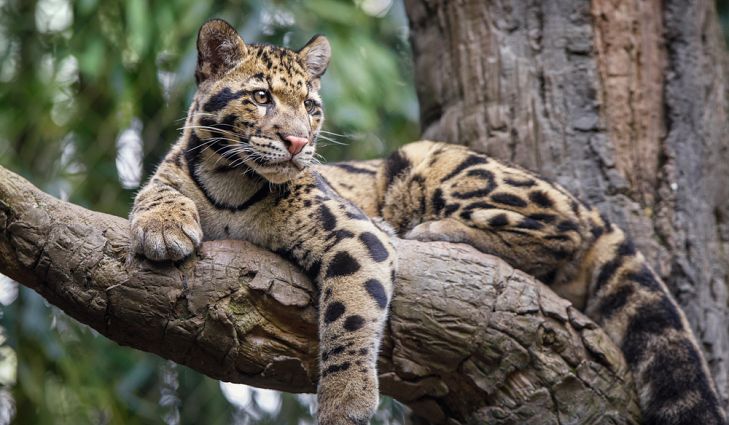 Clouded Leopard Clouded Leopard