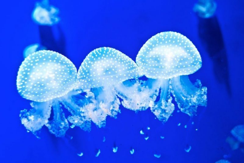 Cnidarian Cnidarian