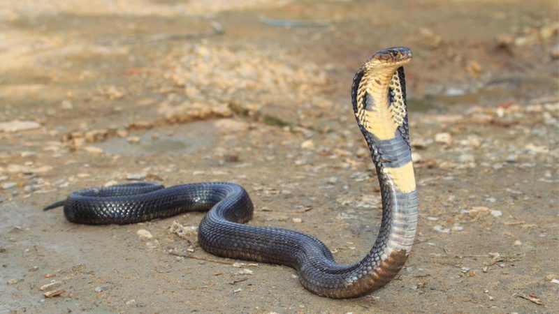 Cobra Cobra