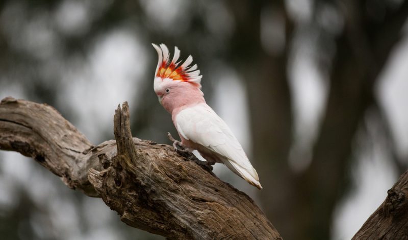Cockatoo Cockatoo