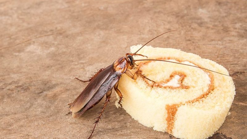 Cockroach Cockroach