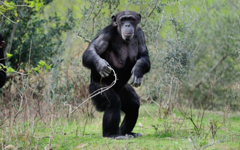 Common Chimpanzee Common Chimpanzee