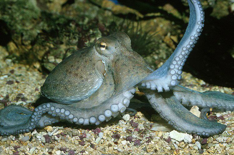 Common Octopus Common Octopus